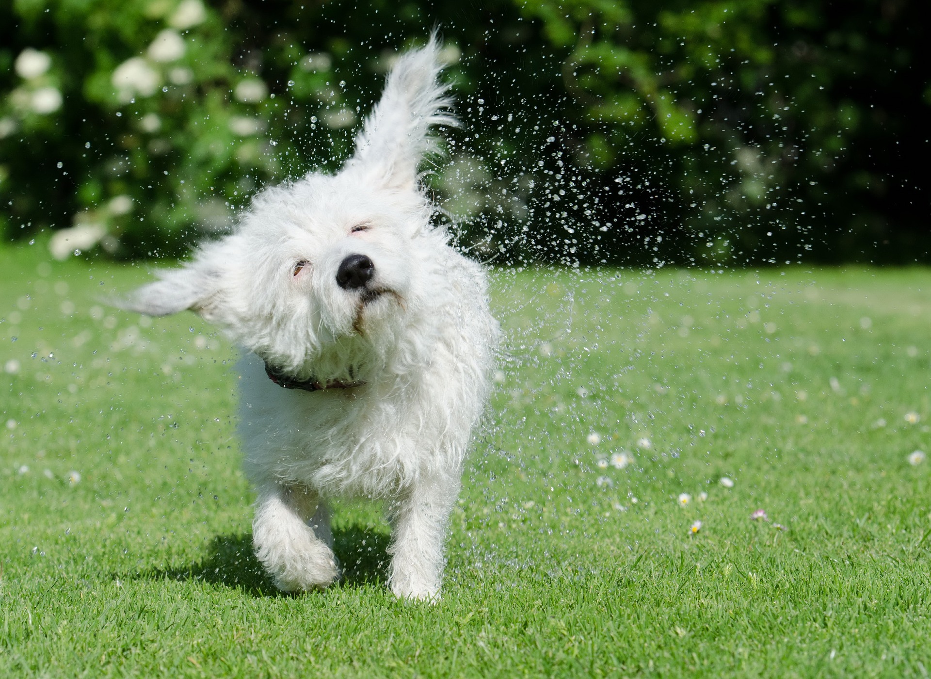 How To Dog-Proof Your Car